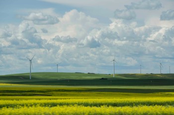  Canola Fields and Windmills - Alberta, Canada 