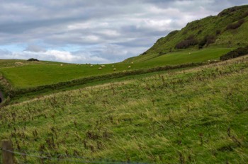  The Lambs on the Green Hills - Northern Ireland 