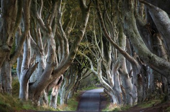  The Dark Hedges - Northern Ireland 