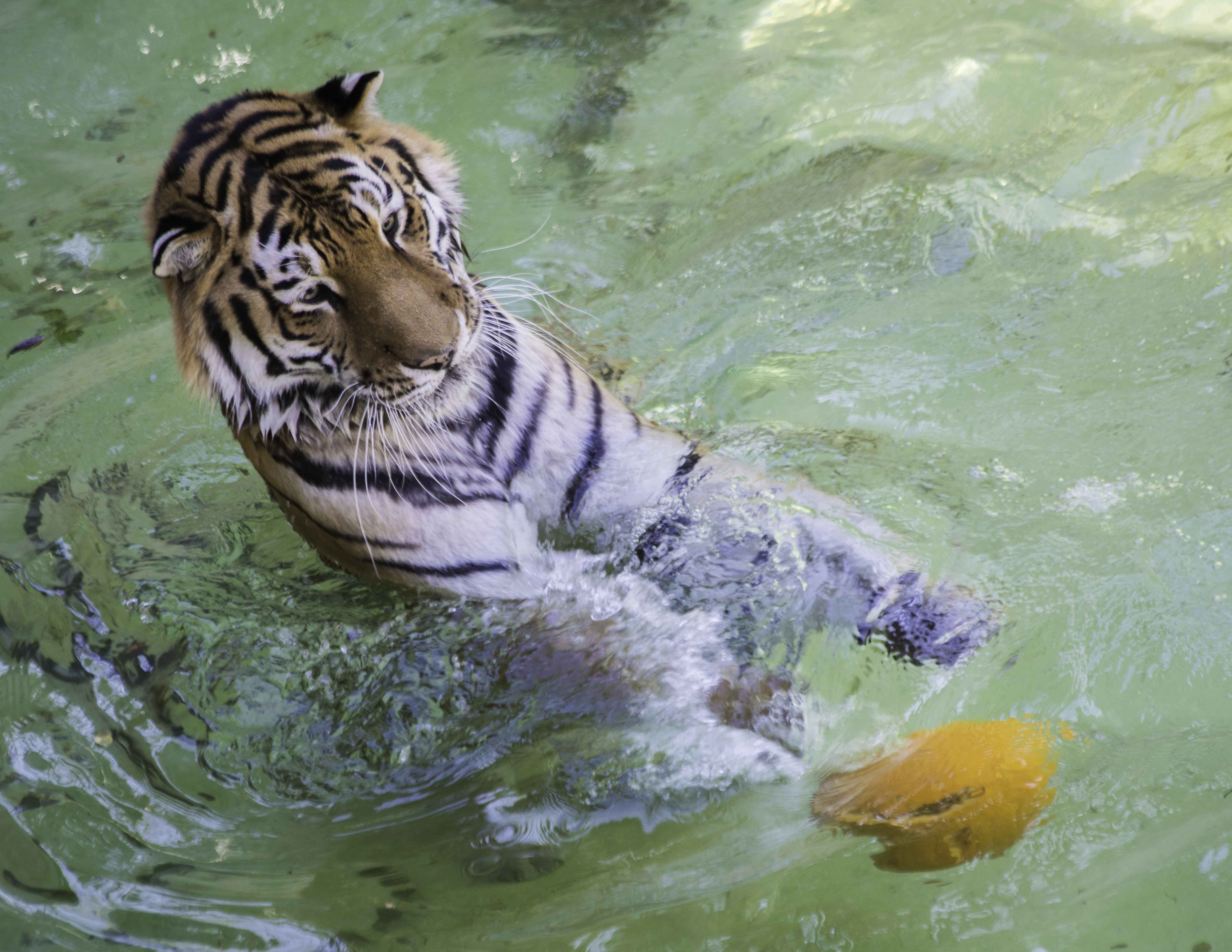  Siberian Tiger (Louisville Zoo) 