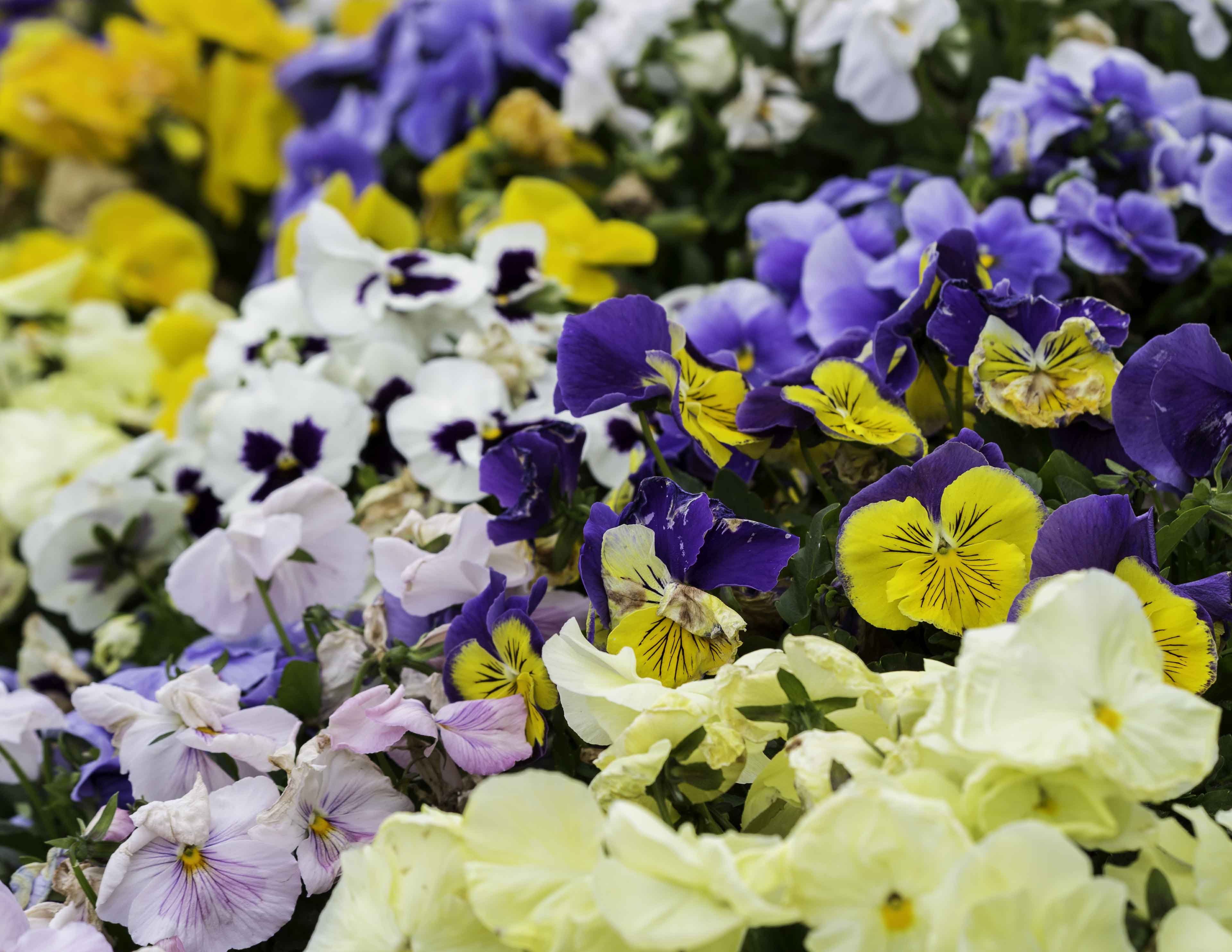  Flowers (Brewster, Massachusetts) 