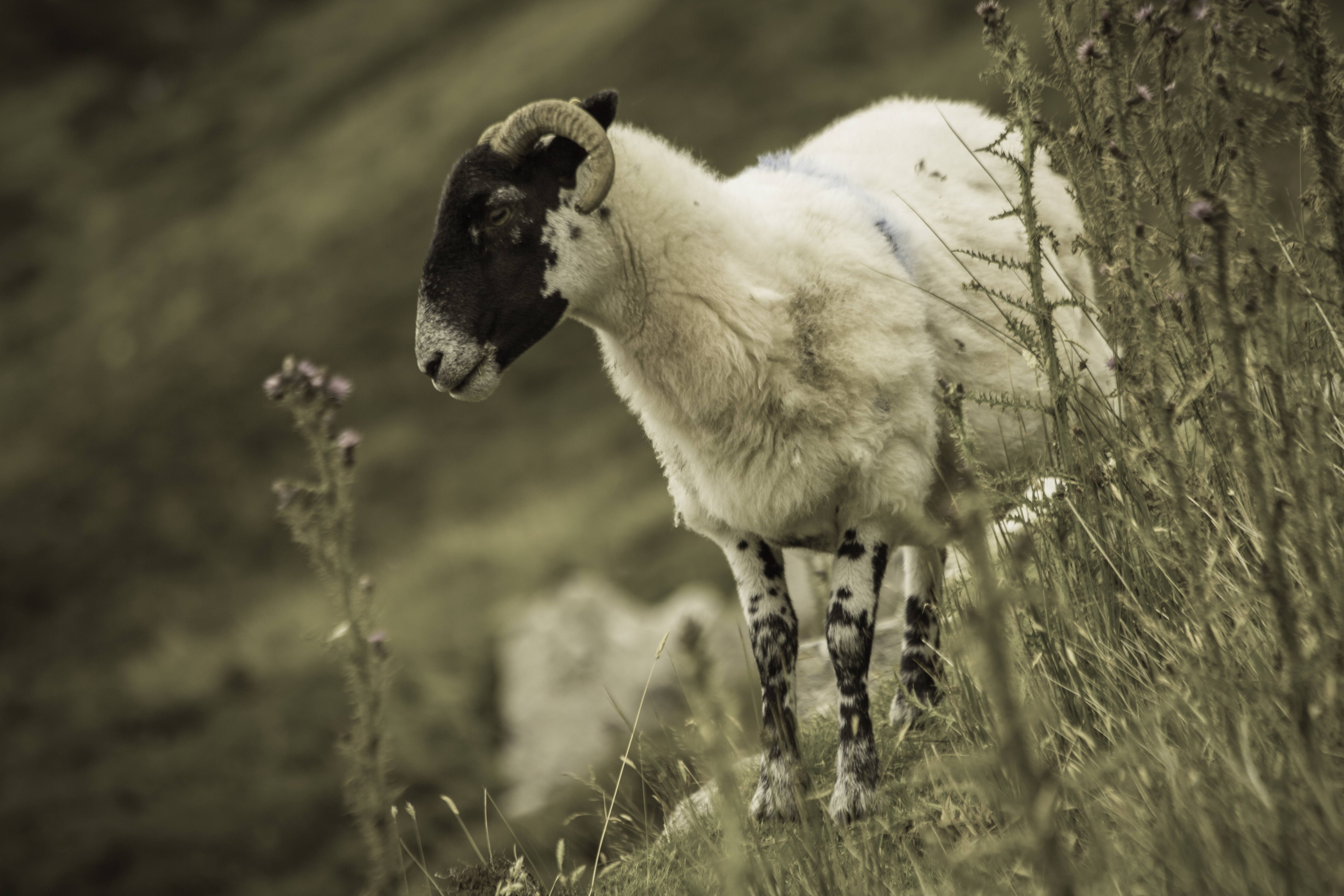  Sheep (Slieve League), Co. Donegal, Ireland (21 July 2017) 