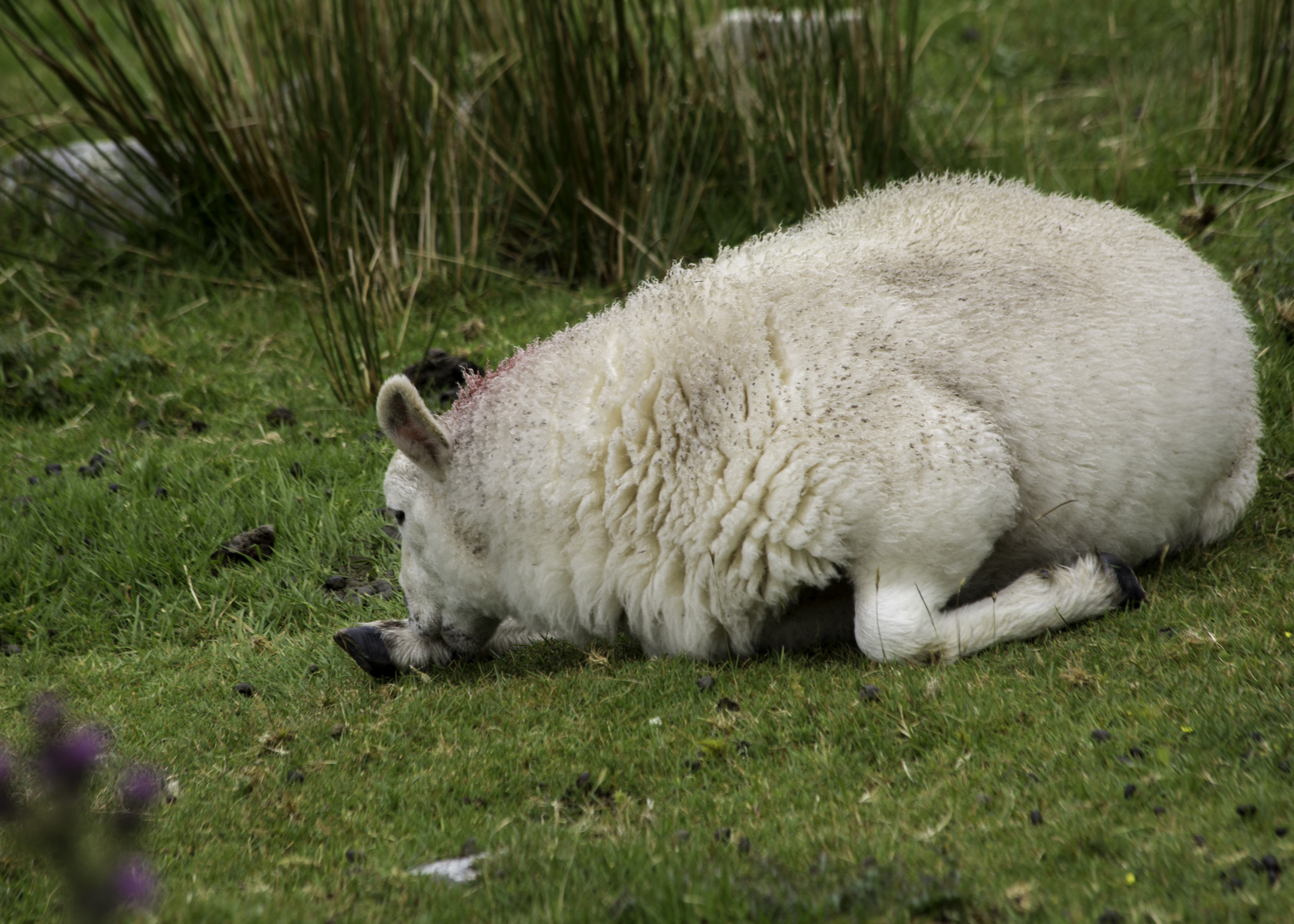  Stretching Sheep (Slieve League), Co. Donegal, Ireland (21 July 2017) 