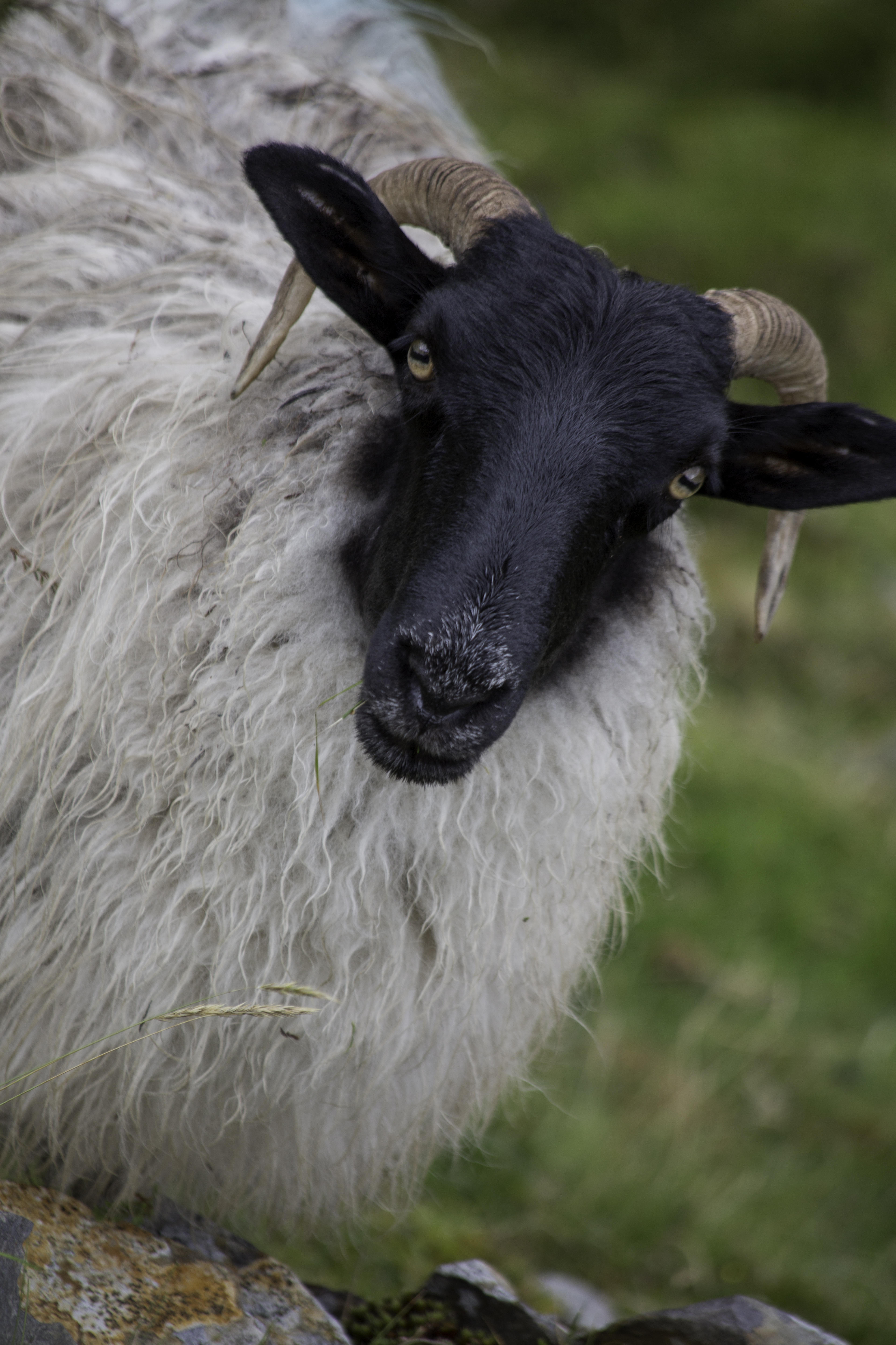  Sheep (Slieve League), Co. Donegal, Ireland (21 July 2017) 