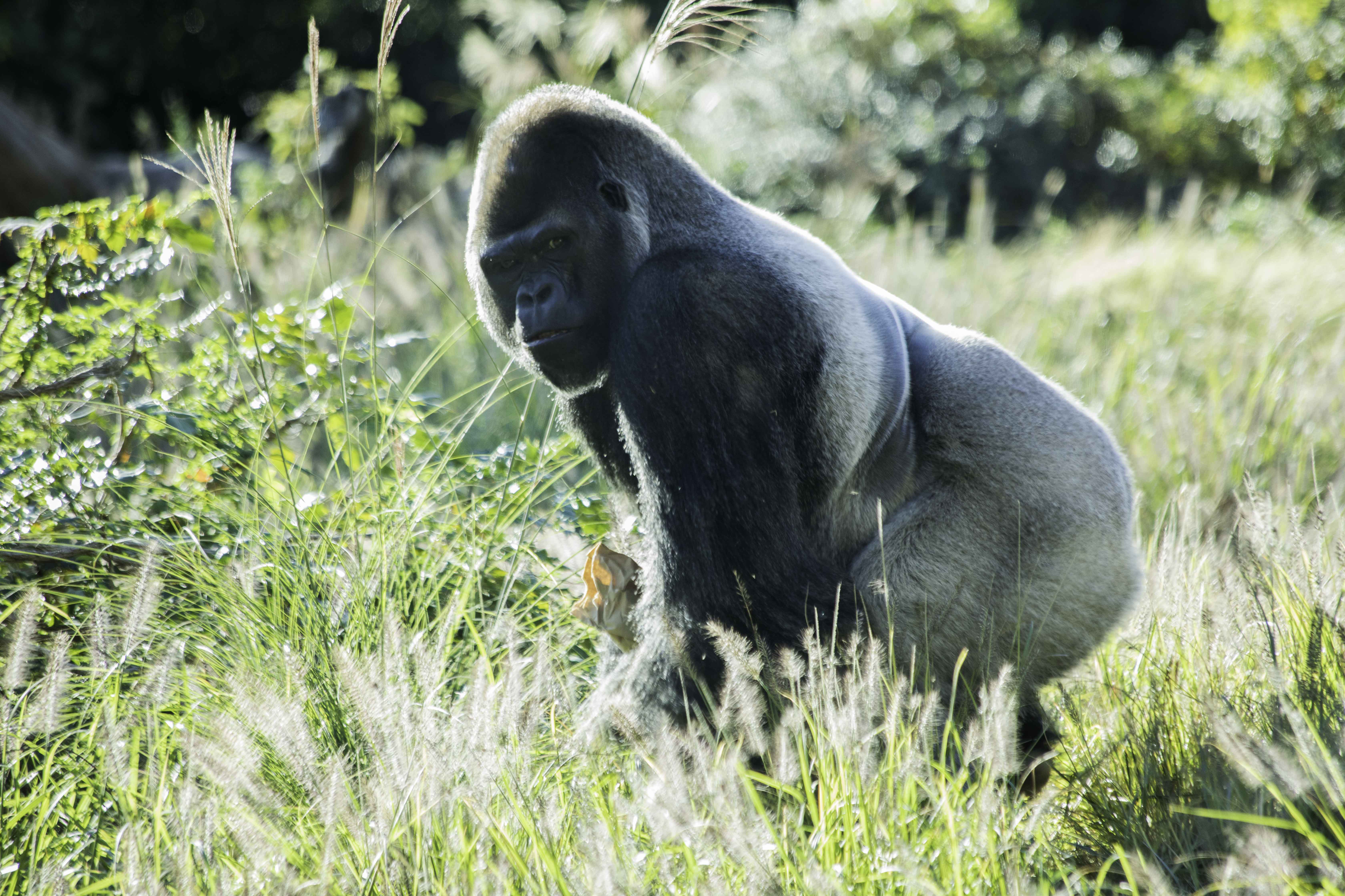  Silverback Western Lowland Gorilla (Louisville Zoo) 